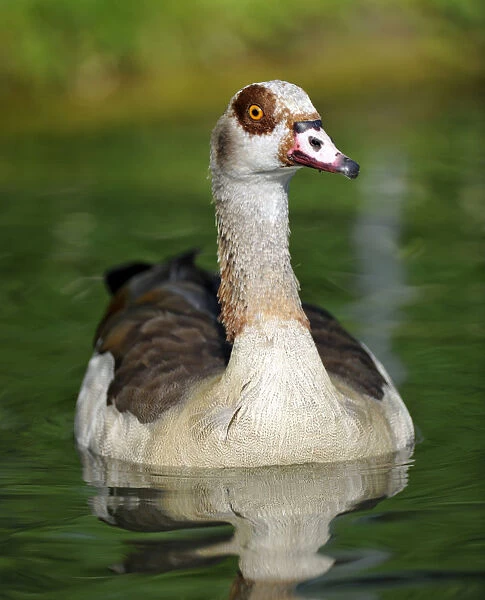 Egyptian Goose (Alopochen aegyptiacus)