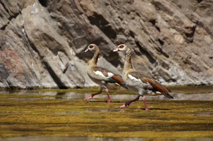 Framed Print : Egyptian Goose (Alopochen aegyptiacus) Framed Print : Egyptian Goose (Alopochen aegyptiacus)
