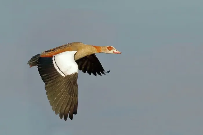 Framed Print : Egyptian Goose (Alopochen aegyptiacus), in flight, Gunzenhausen, Altmuehlsee, Franconian Lake District, Franconia, Bavaria, Germany Framed Print : Egyptian Goose (Alopochen aegyptiacus), in flight, Gunzenhausen, Altmuehlsee, Franconian Lake District, Franconia, Bavaria, Germany