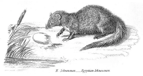 Egyptian mongoose engraving 1803