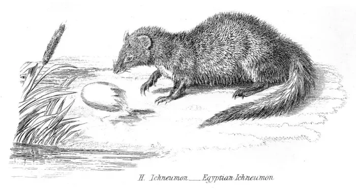 Framed Print : Egyptian mongoose engraving 1803 Framed Print : Egyptian mongoose engraving 1803
