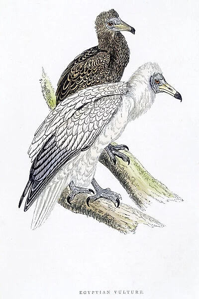 Egyptian vulture bird 19 century illustration