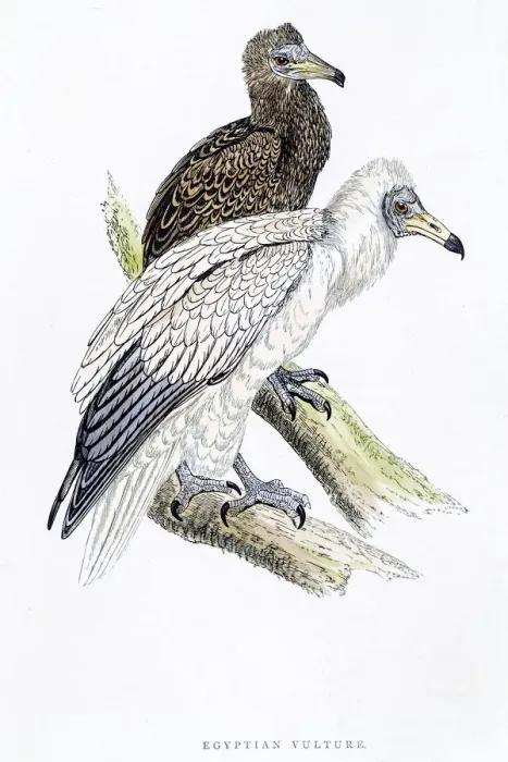 Framed Print : Egyptian vulture bird 19 century illustration Framed Print : Egyptian vulture bird 19 century illustration