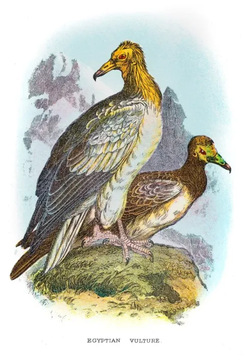 Framed Print : Egyptian Vulture engraving 1896 Framed Print : Egyptian Vulture engraving 1896