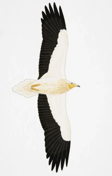 Framed Print : Egyptian Vulture Neophron percnopterus), adult Framed Print : Egyptian Vulture Neophron percnopterus), adult