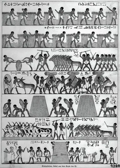 Framed Print : Egyptian Workers Harvesting Grain Framed Print : Egyptian Workers Harvesting Grain