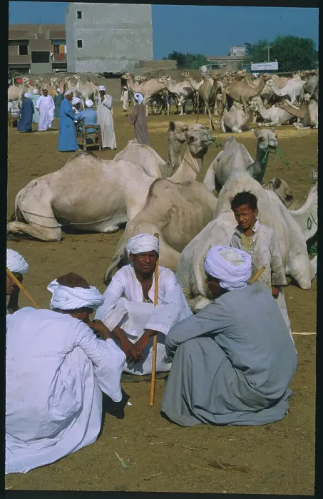 Framed Print : Egyptians Relaxing at Camel Market Framed Print : Egyptians Relaxing at Camel Market