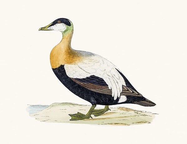Eider Duck Waterfowl bird
