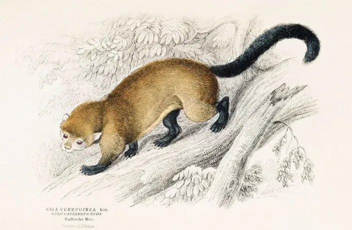 Framed Print : Eira weasel engraving 1855