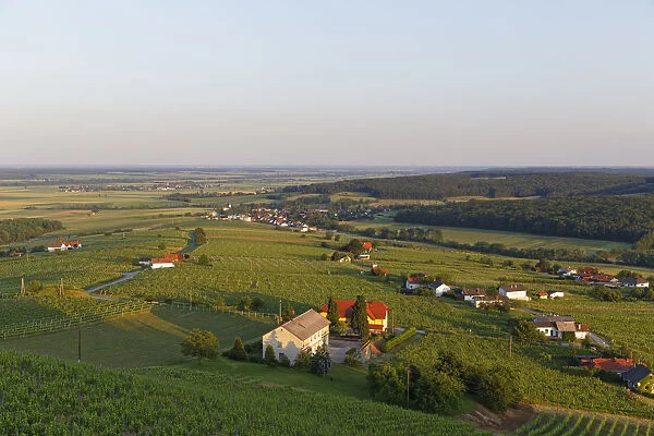 Eisenberg vineyard, Eisenberg an der Pinka, Southern Burgenland, Burgenland, Austria