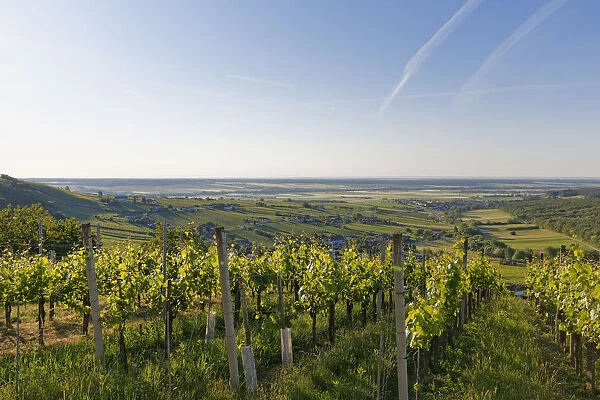 Eisenberg vineyard, Eisenberg an der Pinka, quaint wine growing region, Southern Burgenland, Burgenland, Austria
