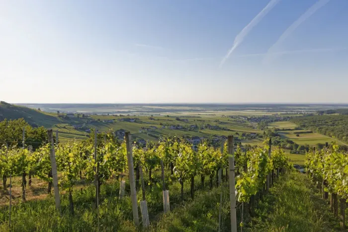 Framed Print : Eisenberg vineyard, Eisenberg an der Pinka, quaint wine growing region, Southern Burgenland, Burgenland, Austria Framed Print : Eisenberg vineyard, Eisenberg an der Pinka, quaint wine growing region, Southern Burgenland, Burgenland, Austria