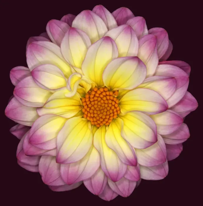 Framed Print : El Paso. Dahlia El Paso Framed Print : El Paso. Dahlia El Paso