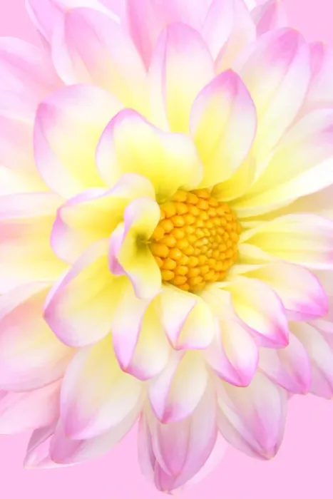 Framed Print : El paso. Dahlia el paso Framed Print : El paso. Dahlia el paso