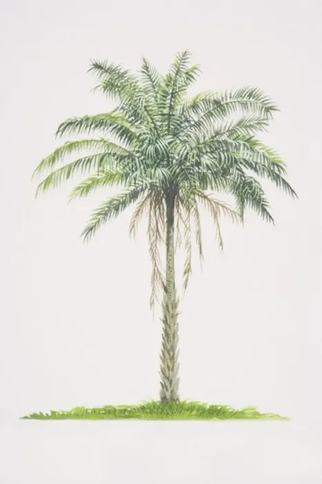 Framed Print : Elaeis guineensis, African Oil Palm tree Framed Print : Elaeis guineensis, African Oil Palm tree