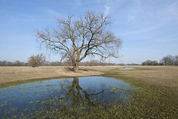 Elbe River floodplains with a Willow tree -Salix spp. -, after the snow melt, near Dessau-Rosslau, Middle Elbe Biosphere Reserve, Saxony-Anhalt, Germany