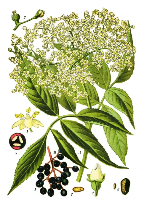 Framed Print : elder, elderberry, black elder, European elder, European elderberry Framed Print : elder, elderberry, black elder, European elder, European elderberry