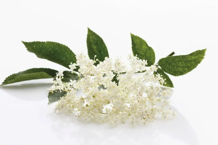 Framed Print : Elderberry (Sambucus) Framed Print : Elderberry (Sambucus)