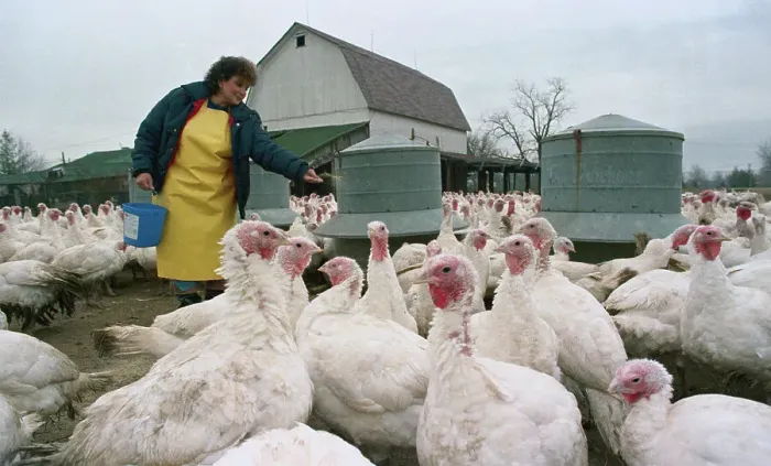 Framed Print : Elderly Lady Feeding Turkeys on Farm Framed Print : Elderly Lady Feeding Turkeys on Farm