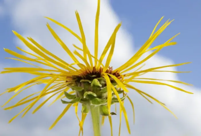 Framed Print : Elecampane or Horse-heal -Inula helenium- Framed Print : Elecampane or Horse-heal -Inula helenium-