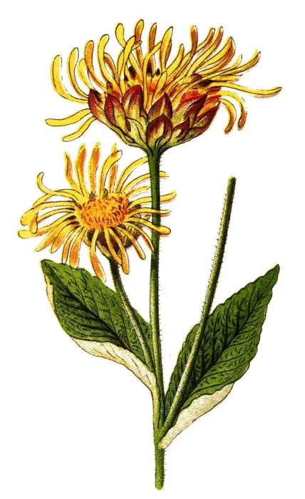 Framed Print : Elecampane, Inula helenium, also called horse-heal or elfdock Framed Print : Elecampane, Inula helenium, also called horse-heal or elfdock