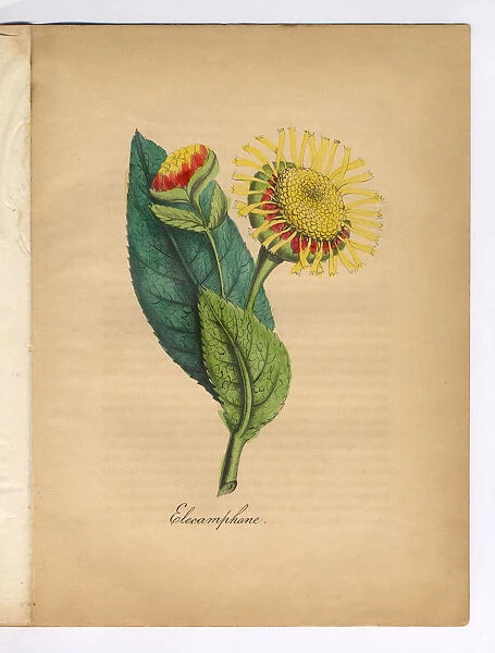 Elecamphane or Horse Heal Victorian Botanical Illustration
