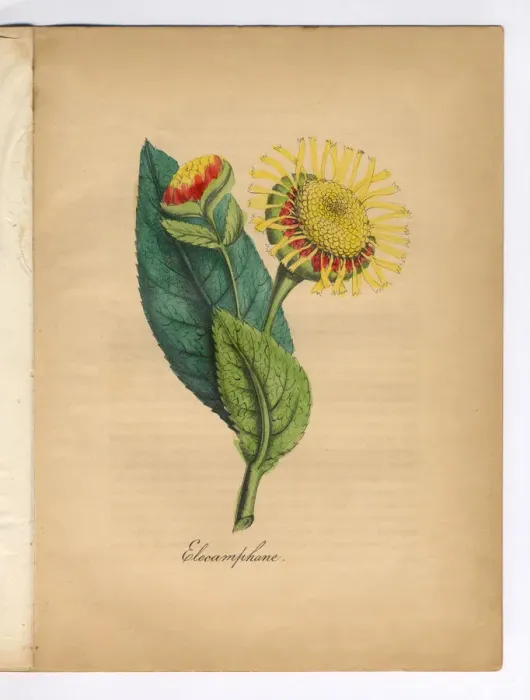 Framed Print : Elecamphane or Horse Heal Victorian Botanical Illustration Framed Print : Elecamphane or Horse Heal Victorian Botanical Illustration