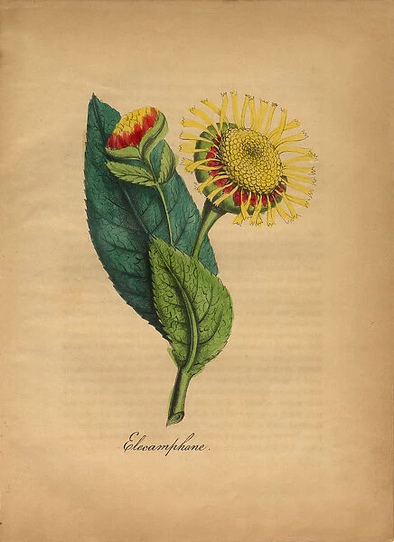 Elecamphane or Horseheal Victorian Botanical Illustration