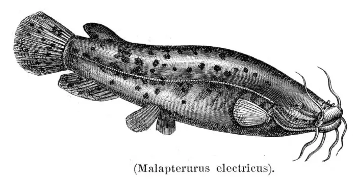 Framed Print : Electric catfish engraving 1897 Framed Print : Electric catfish engraving 1897