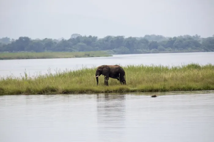 Framed Print : Elefant in Mana Pools National Park Framed Print : Elefant in Mana Pools National Park