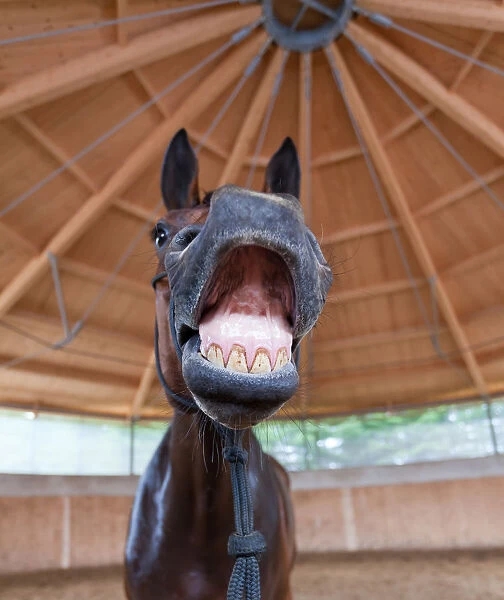 Elegant equestrian smile