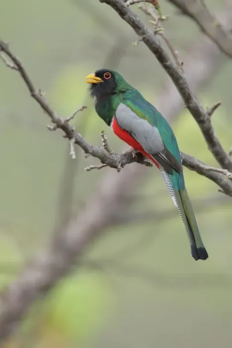 Framed Print : Elegant Trogon