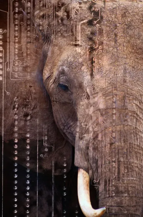 Framed Print : Elephant. CC001049 Framed Print : Elephant. CC001049
