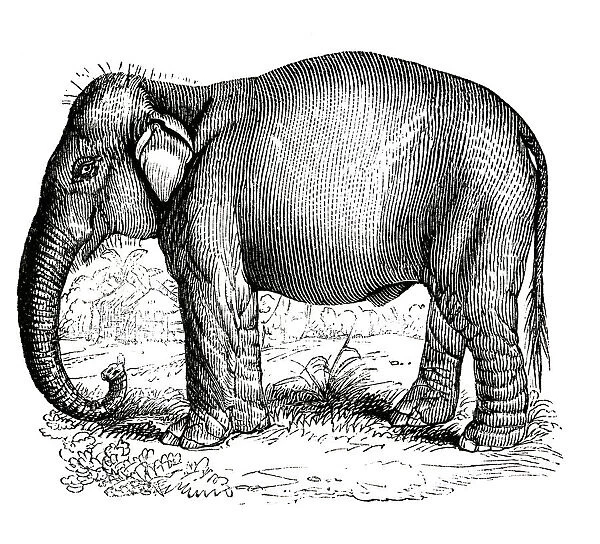 Elephant. Indian ElephantEngraved and published in the Pictorial Sunday