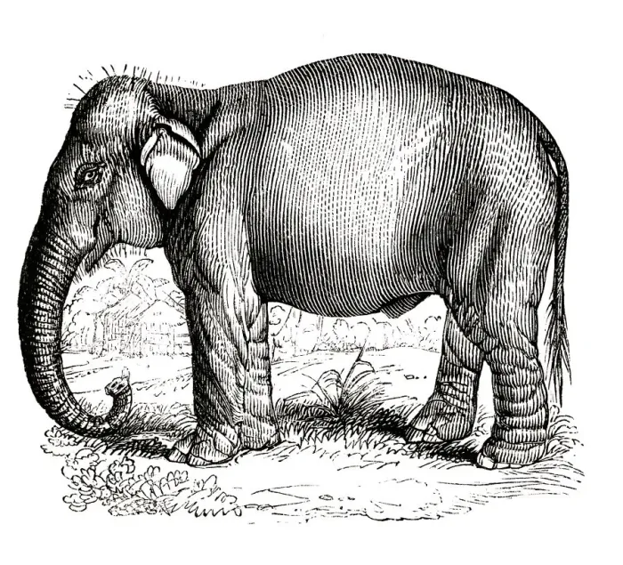 Framed Print : Elephant. Indian ElephantEngraved and published in the Pictorial Sunday Framed Print : Elephant. Indian ElephantEngraved and published in the Pictorial Sunday