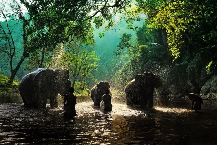 Framed Print : Elephant bath Framed Print : Elephant bath