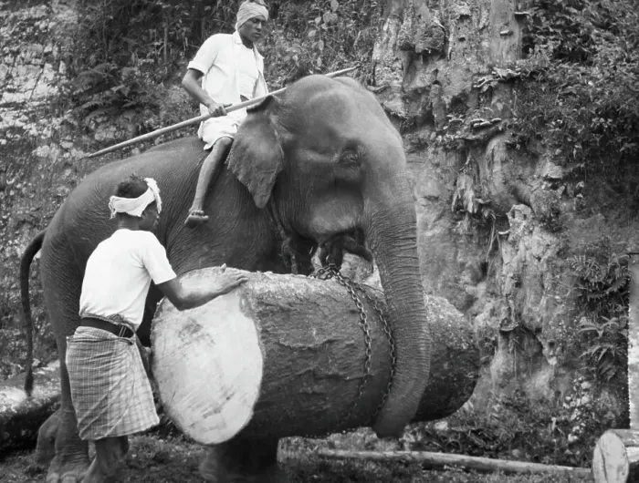 Framed Print : Elephant Carrying Giant Log Under Trunk Framed Print : Elephant Carrying Giant Log Under Trunk