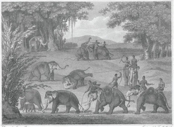 Framed Print : Elephant Catchers in Java Framed Print : Elephant Catchers in Java