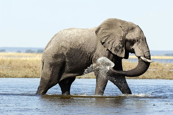 Elephant in Chobe river, Botswana