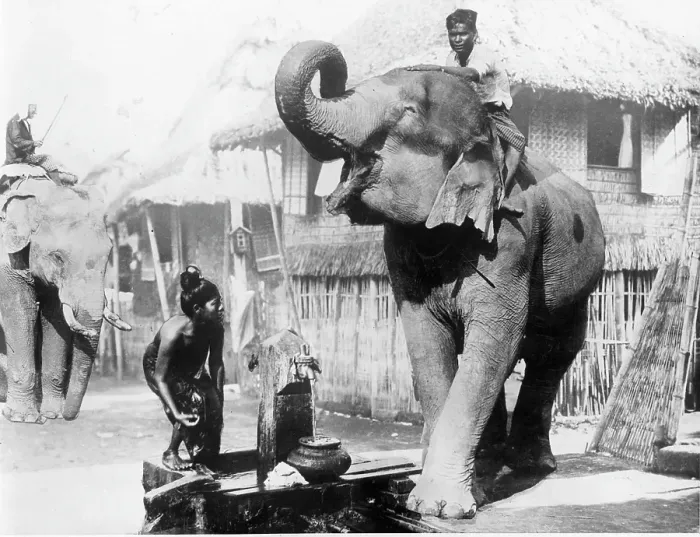 Framed Print : Elephant Coming To Quench Its Thirst In Burma Framed Print : Elephant Coming To Quench Its Thirst In Burma