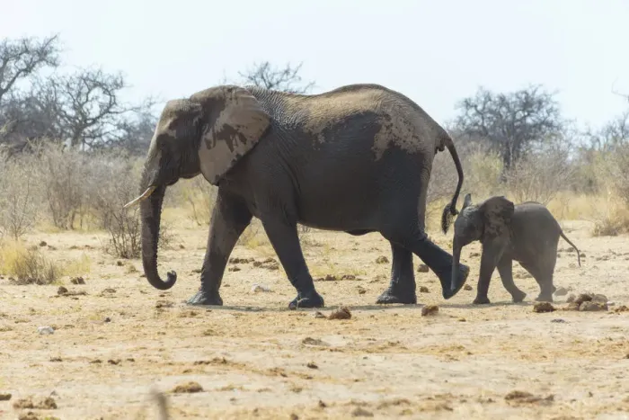 Framed Print : Elephant cow with a calf, African Bush Elephants -Loxodonta africana-, Etosha National Park, Namibia Framed Print : Elephant cow with a calf, African Bush Elephants -Loxodonta africana-, Etosha National Park, Namibia