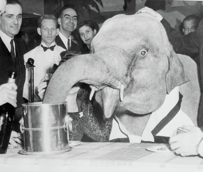 Framed Print : Elephant Drinking Champagne Framed Print : Elephant Drinking Champagne