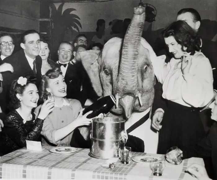 Framed Print : Elephant Drinking Champagne with Woman Framed Print : Elephant Drinking Champagne with Woman