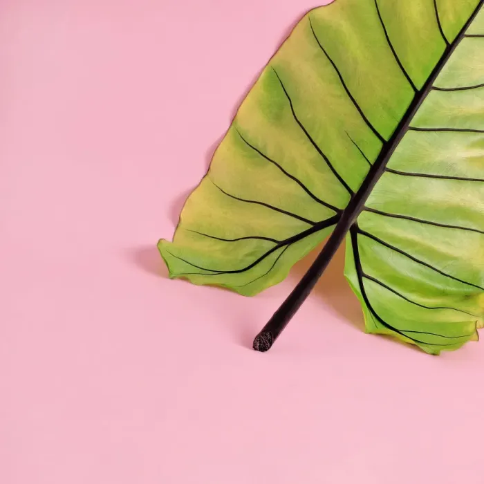 Framed Print : Elephant Ear Leaf Framed Print : Elephant Ear Leaf