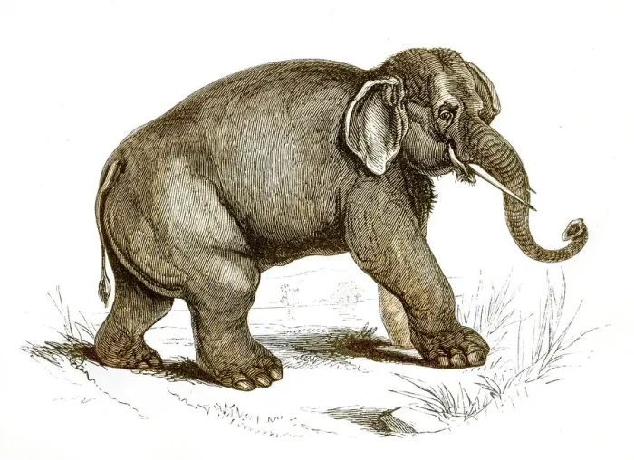 Framed Print : Elephant engraving 1851 Framed Print : Elephant engraving 1851