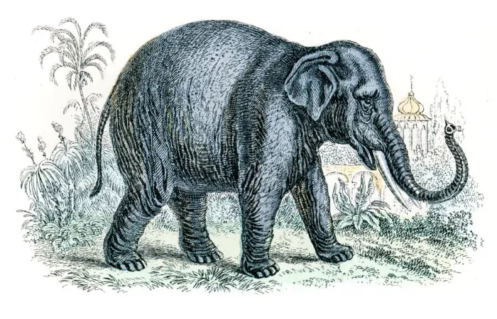 Framed Print : Elephant engraving 1872 Framed Print : Elephant engraving 1872
