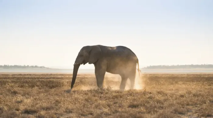 Framed Print : Elephant in the evening light on dry grassland, African Elephant -Loxodonta africana-, Etosha National Park, Namibia Framed Print : Elephant in the evening light on dry grassland, African Elephant -Loxodonta africana-, Etosha National Park, Namibia