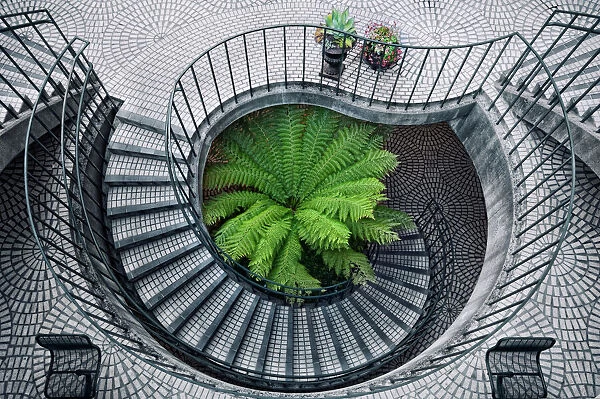 Elephant fern. Spiral stairs surround green fern