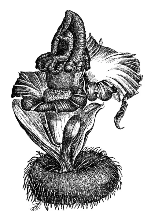 Framed Print : Elephant foot yam or whitespot giant arum or stink lily (Amorphophallus paeoniifolius) Framed Print : Elephant foot yam or whitespot giant arum or stink lily (Amorphophallus paeoniifolius)