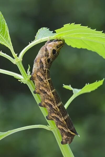 Elephant Hawk-moth -Pergesa elpenor, Deilephila elpenor-, caterpillar, Tyrol, Austria